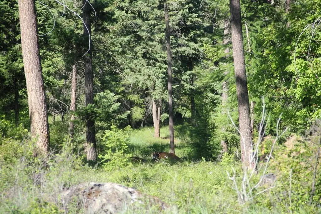 167 Eagles Crest Road Lakeside MT 59922