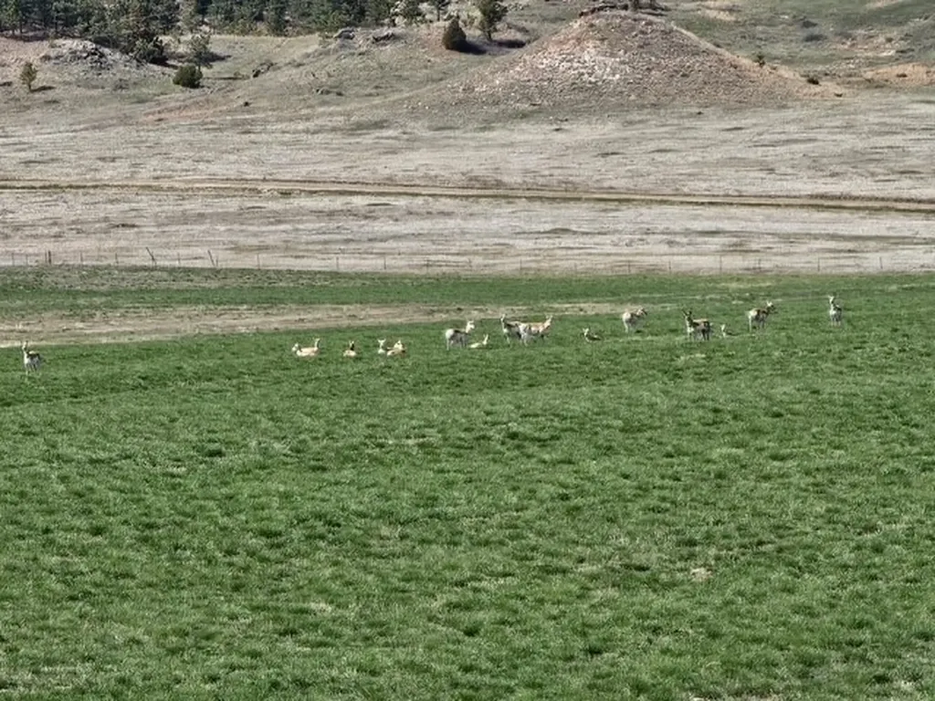 Nhn Moon Creek Road Miles City MT 59301