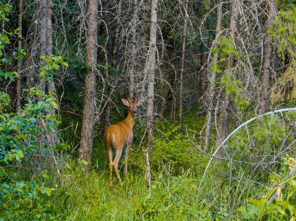82 Graves Creek Road Thompson Falls MT 59873