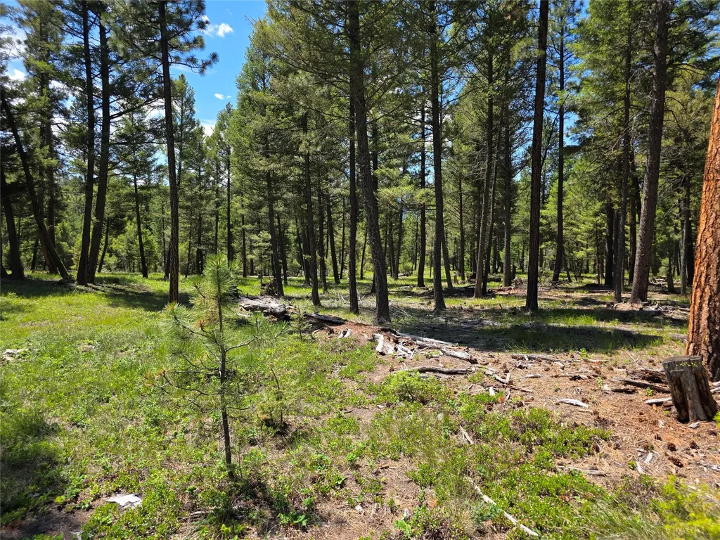 202 Packer Gulch Drummond MT 59832