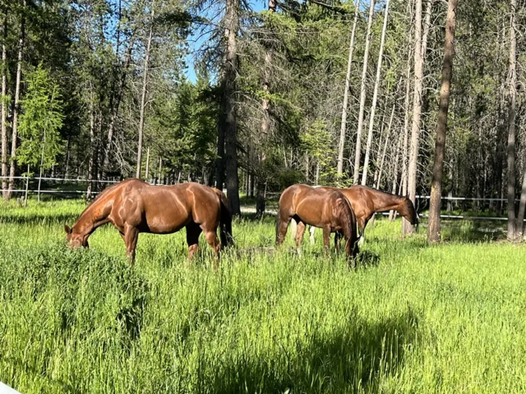 58 Fir Drive Thompson Falls MT 59873