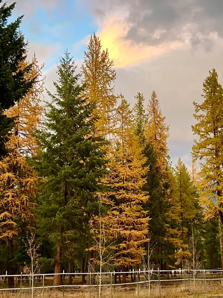 58 Fir Drive Thompson Falls MT 59873