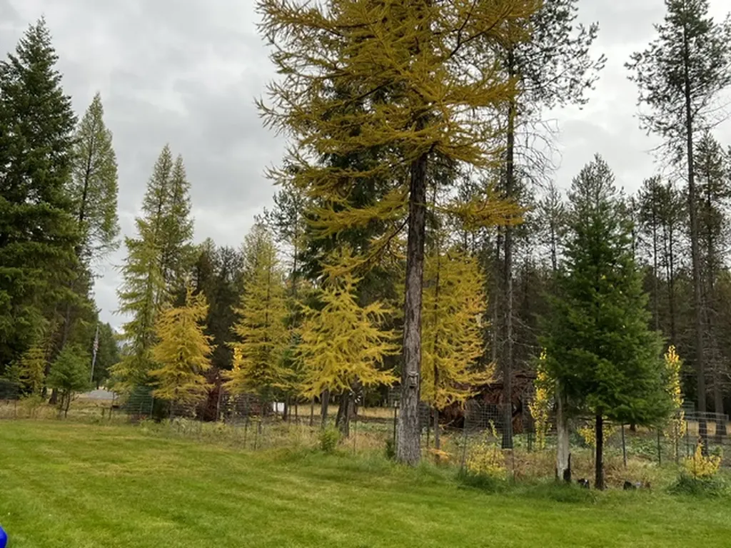 58 Fir Drive Thompson Falls MT 59873