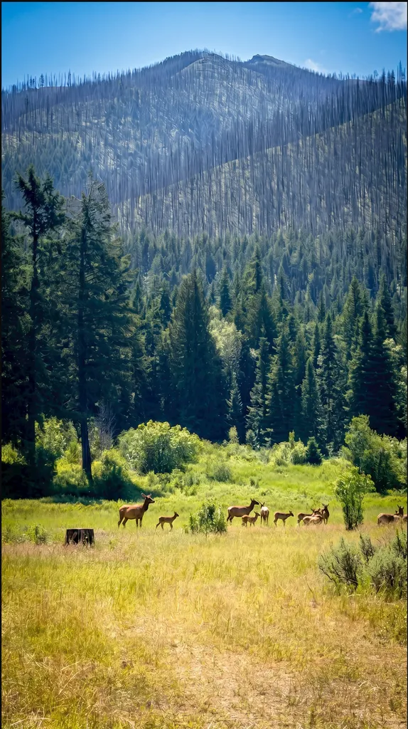 Tbd Eastside Road Troy MT 59935