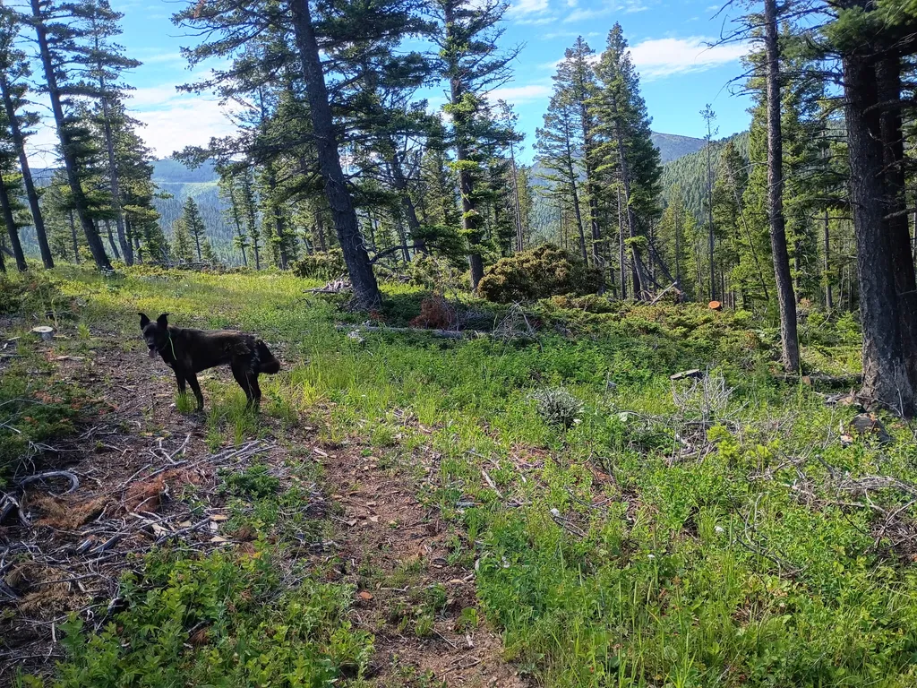 Lot 68 Elk Meadows Lincoln MT 59639