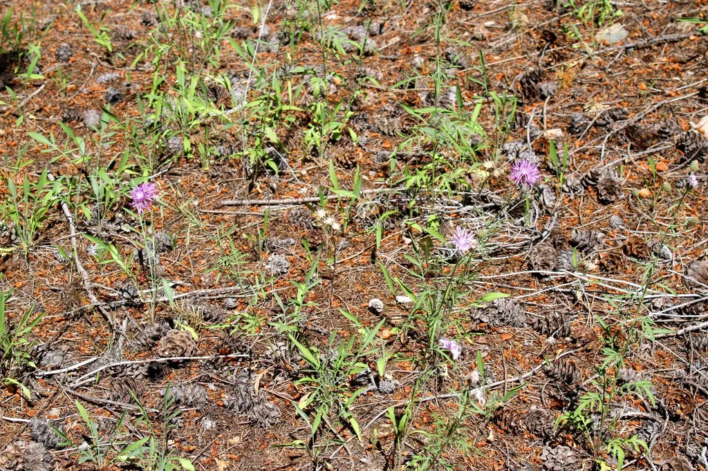 Tract 1 Pardee Flat Road Superior MT 59872