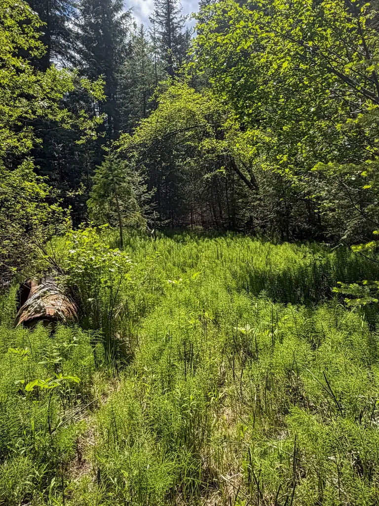 Tract 2 Pardee Flat Road Superior MT 59872