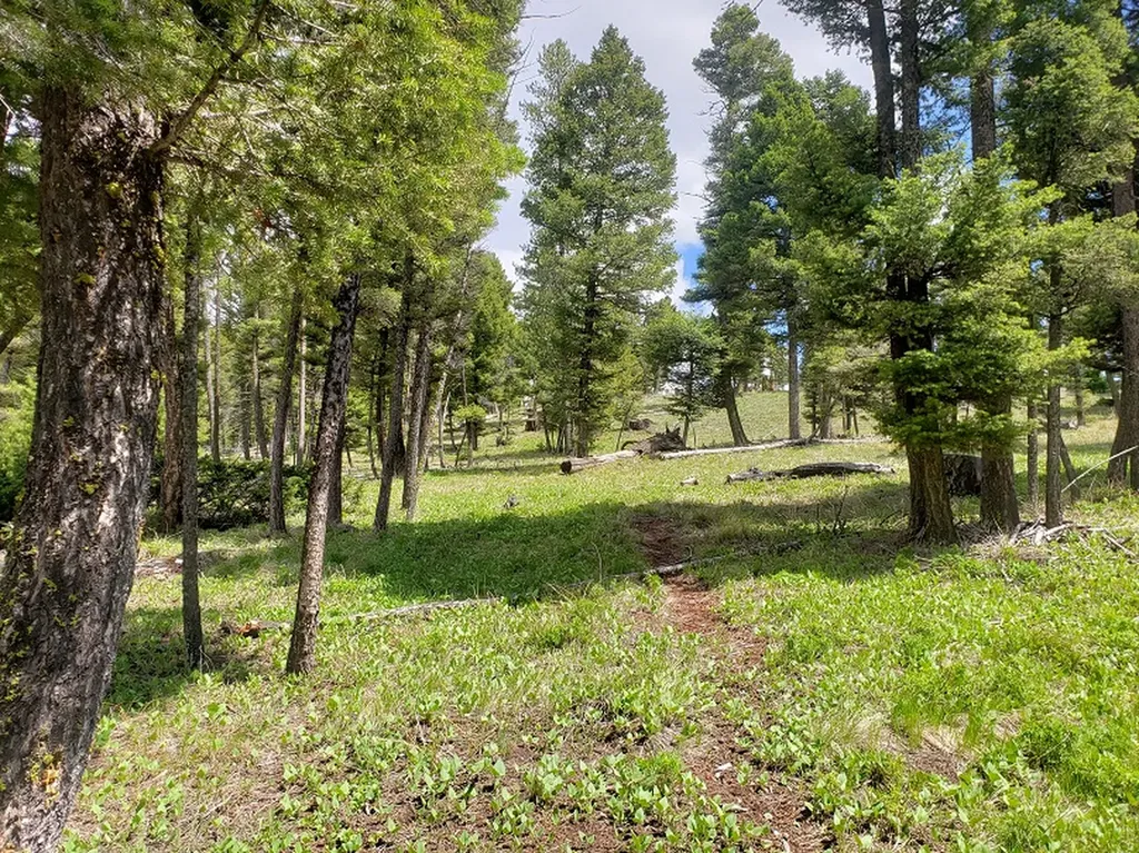 513 Spruce Gulch Road Helmville MT 59843