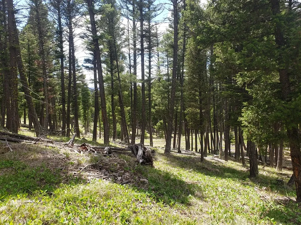 513 Spruce Gulch Road Helmville MT 59843