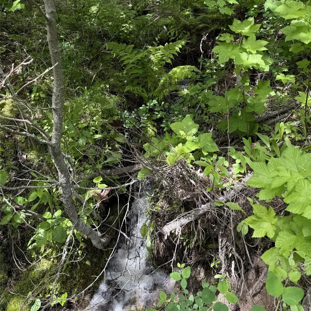 Nhn Peach Park Loop Rollins MT 59931