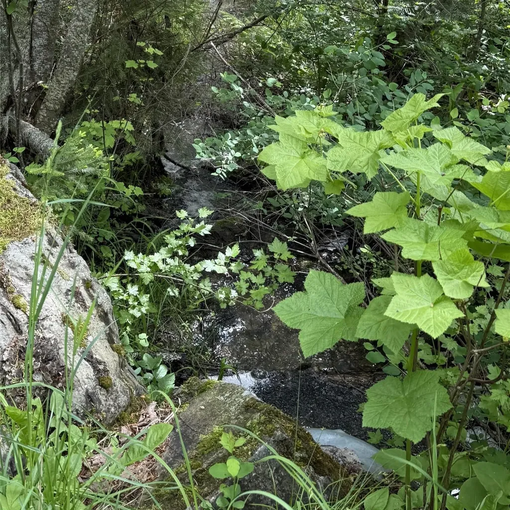 Nhn Peach Park Loop Rollins MT 59931