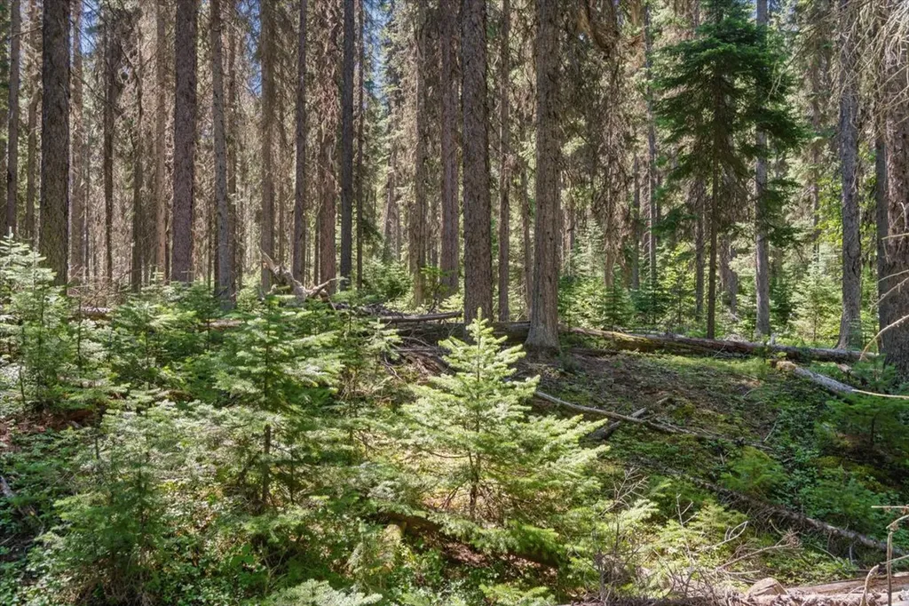 11710 Pinkham Creek Road Rexford MT 59930