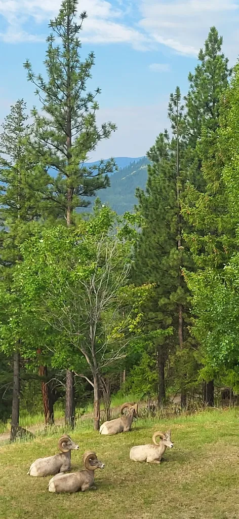 2200 Petty Creek Road Alberton MT 59820