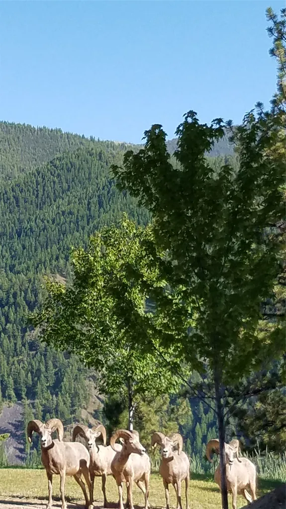 2200 Petty Creek Road Alberton MT 59820