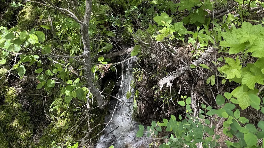 Nhn Peach Park Loop Rollins MT 59931
