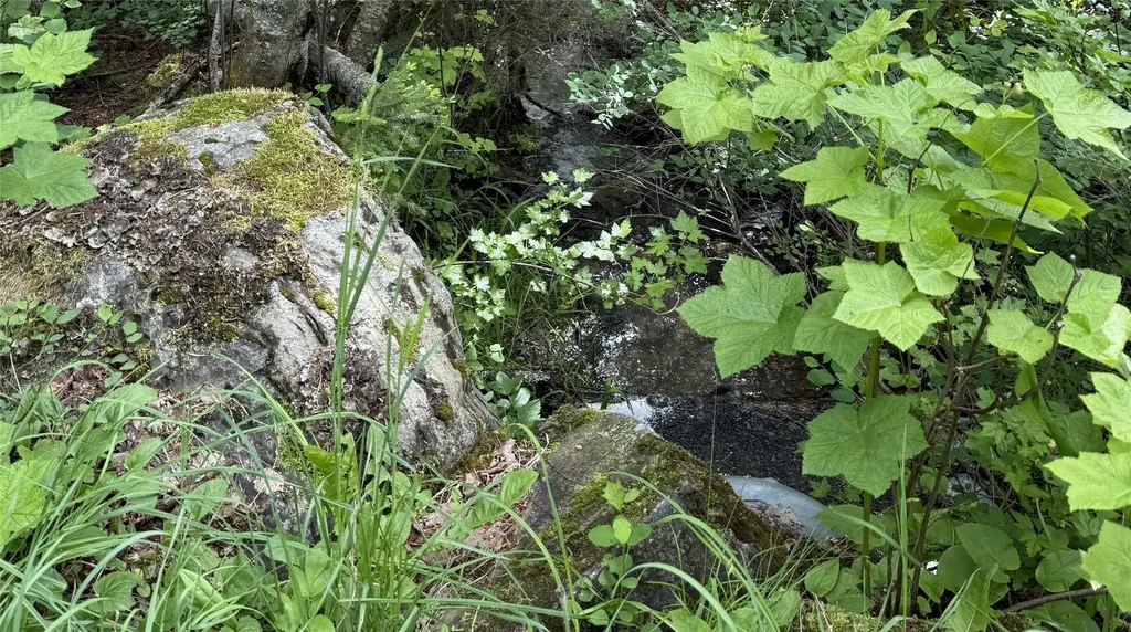 Nhn Peach Park Loop Rollins MT 59931