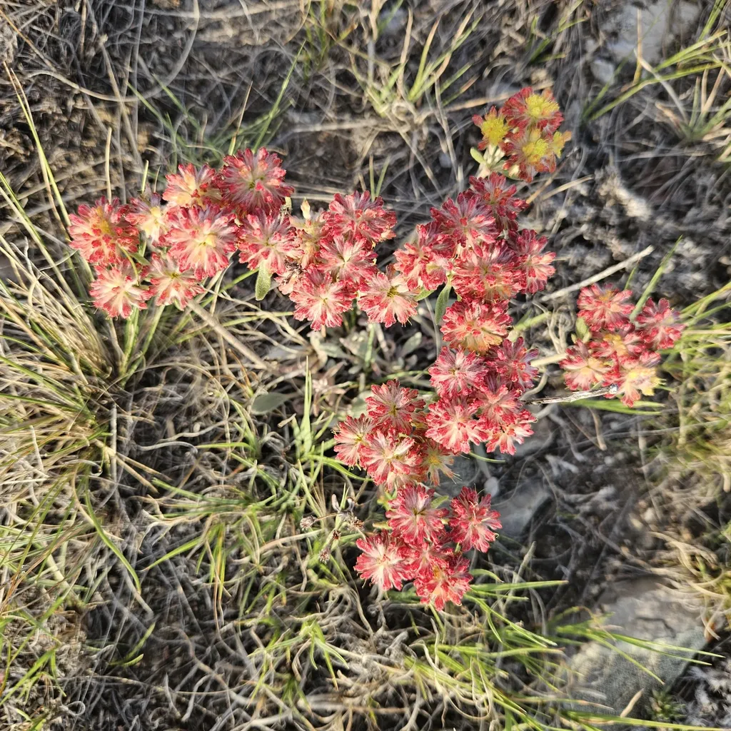 Lot 108 E Bitterroot Lane Augusta MT 59410
