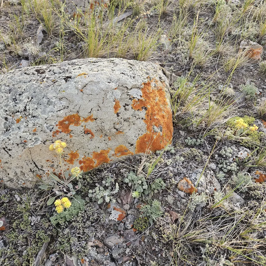 Lot 108 E Bitterroot Lane Augusta MT 59410