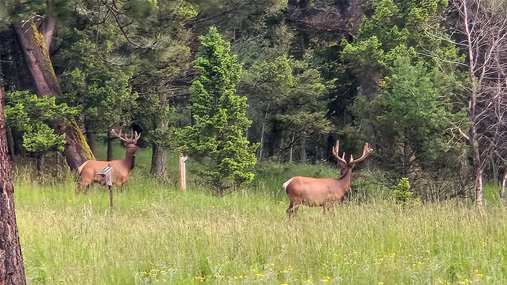 1835 Indian Creek Road Helmville MT 59843