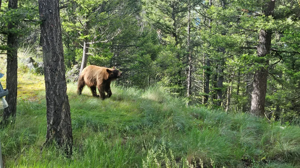 1835 Indian Creek Road Helmville MT 59843
