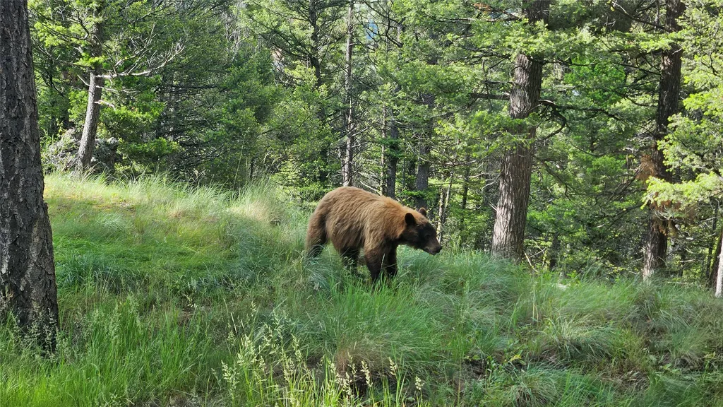 1835 Indian Creek Road Helmville MT 59843