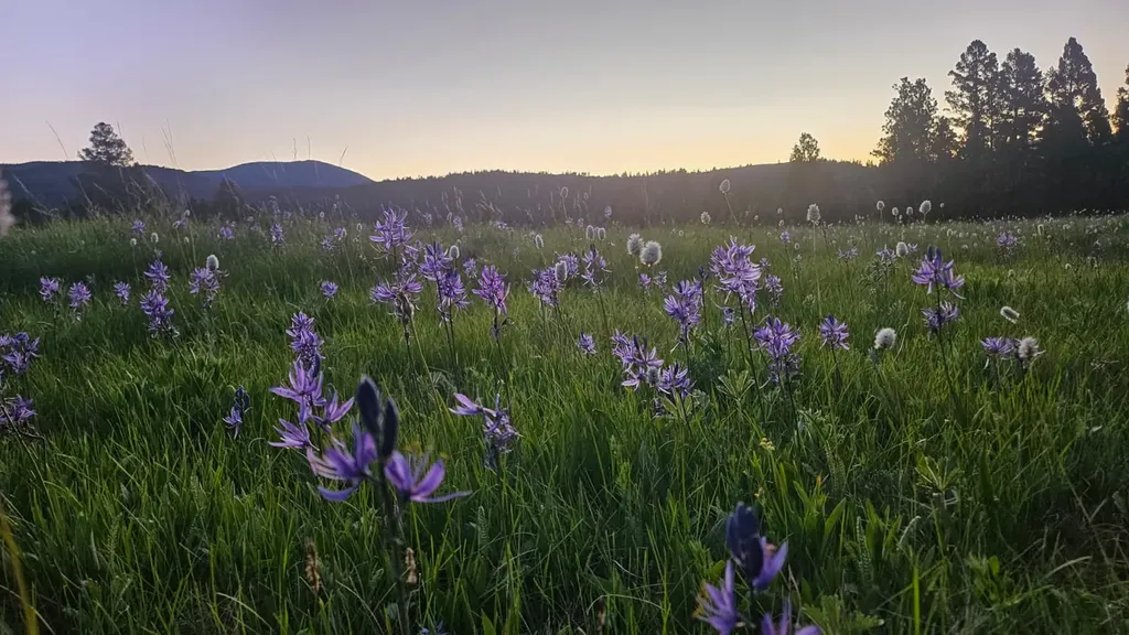 1835 Indian Creek Road Helmville MT 59843