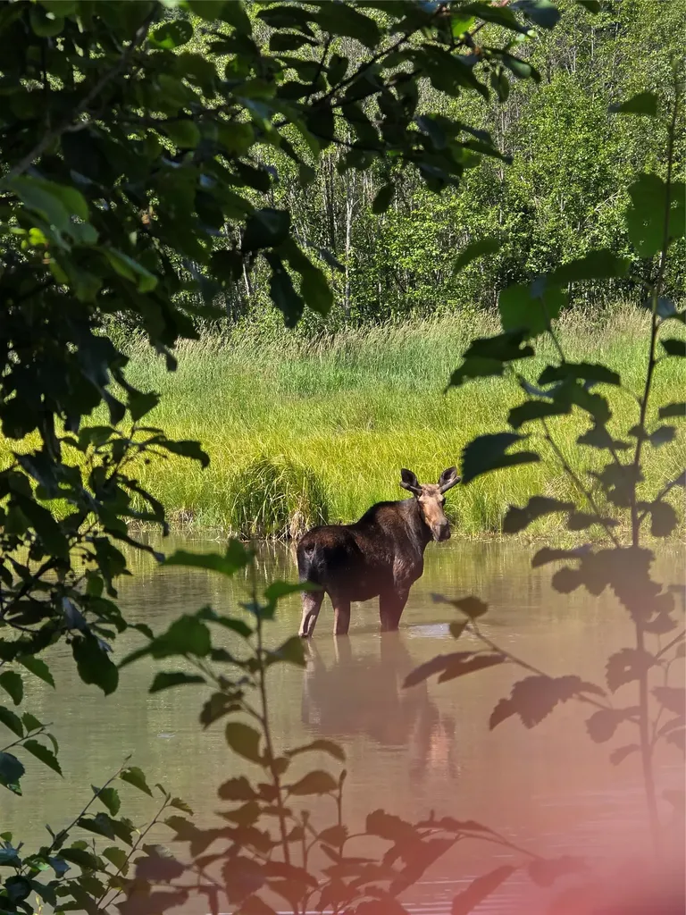 402 Whitepine Creek Road Trout Creek MT 59874