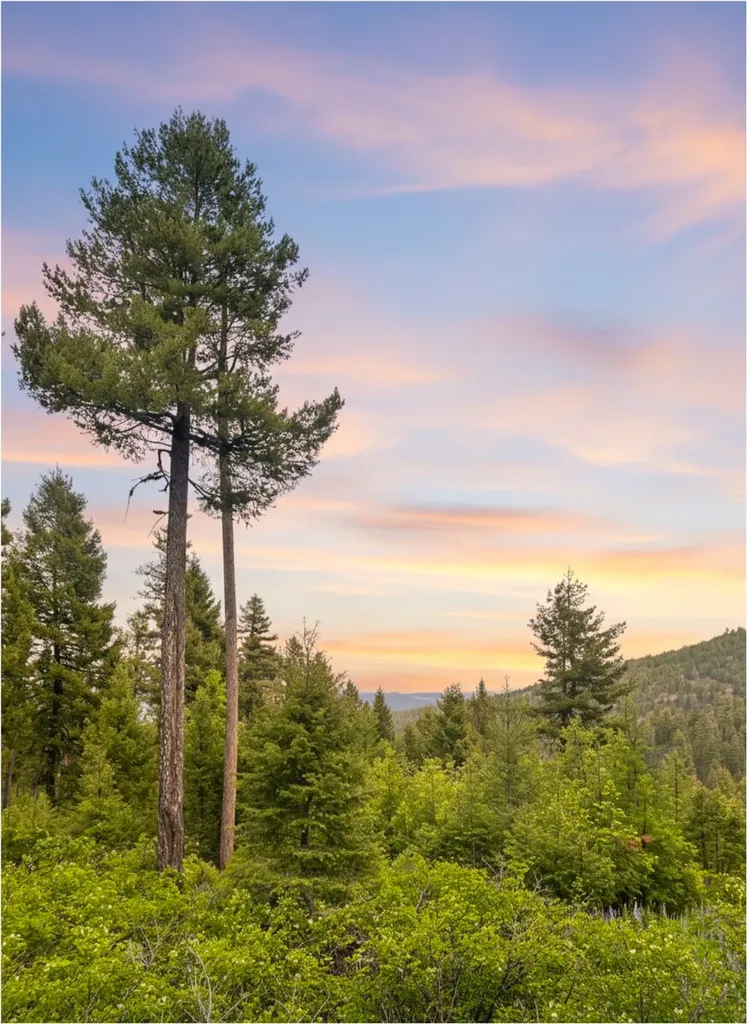 Nhn Ashby Creek Road Potomac MT 59823