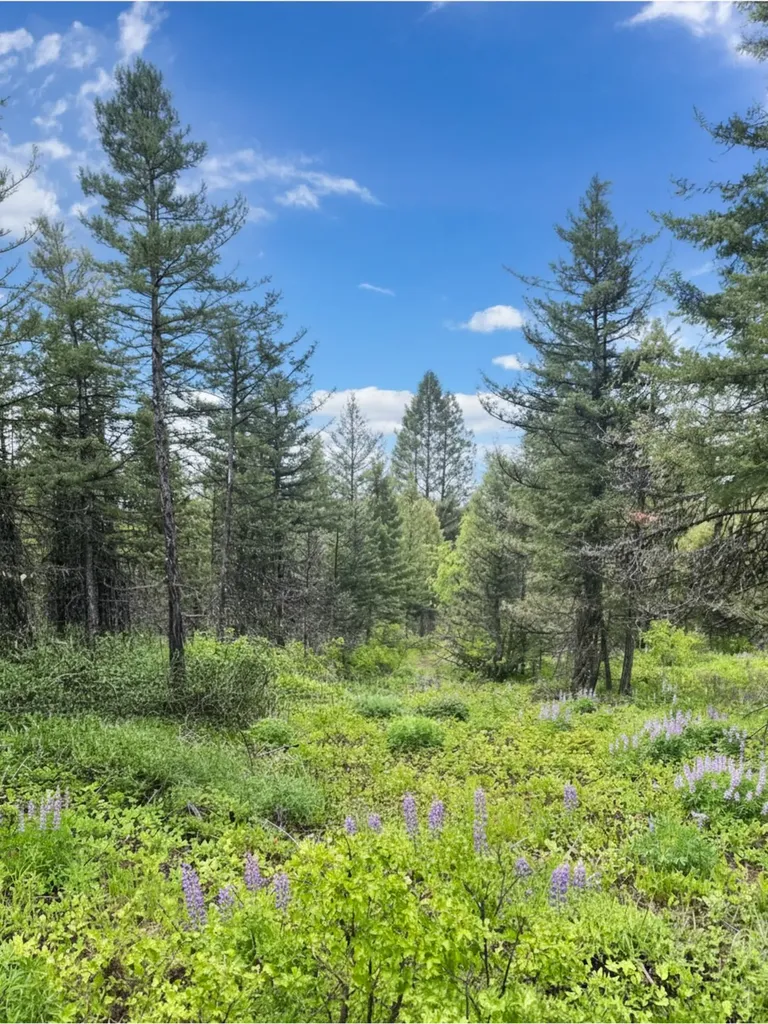 Nhn Ashby Creek Road Potomac MT 59823