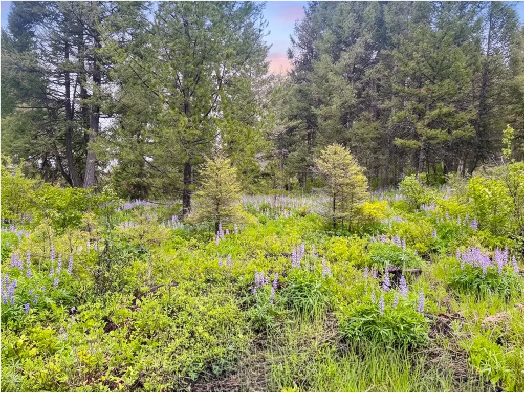 Nhn Ashby Creek Road Potomac MT 59823