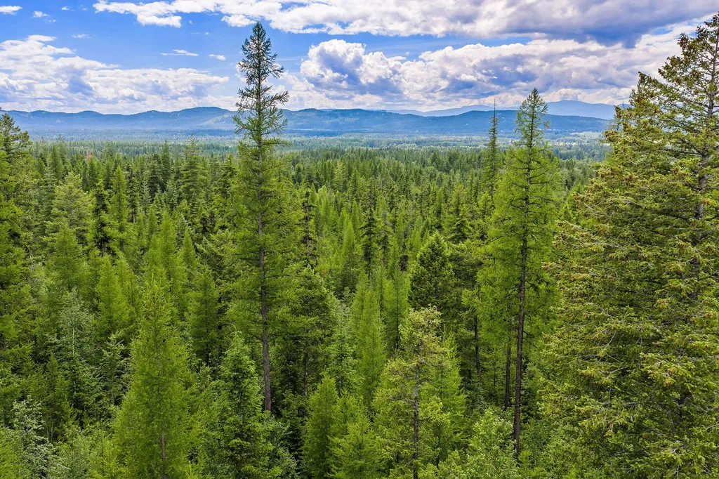 70 Big Cedar Bigfork MT 59911