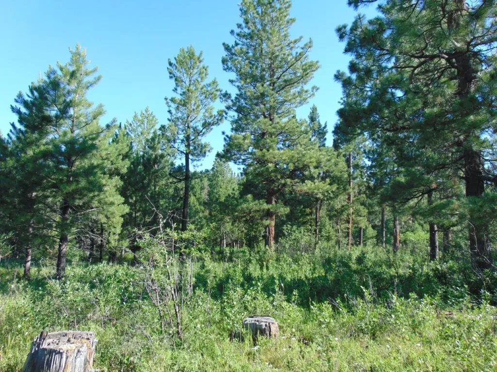 4615 Abe Lincoln Road Lincoln MT 59639