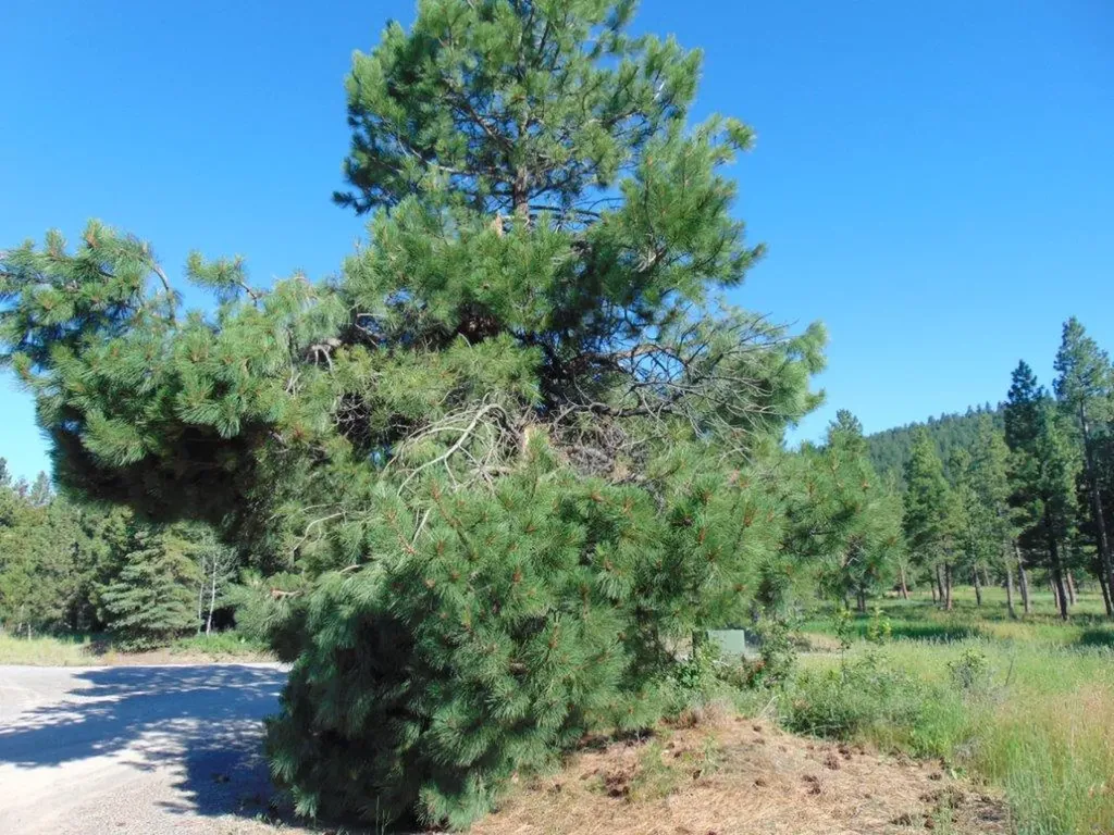 4615 Abe Lincoln Road Lincoln MT 59639