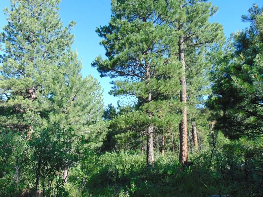 4615 Abe Lincoln Road Lincoln MT 59639