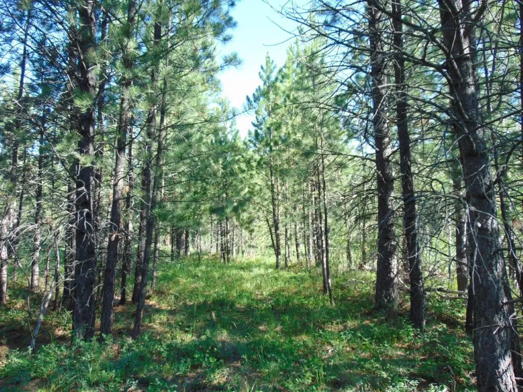4615 Abe Lincoln Road Lincoln MT 59639