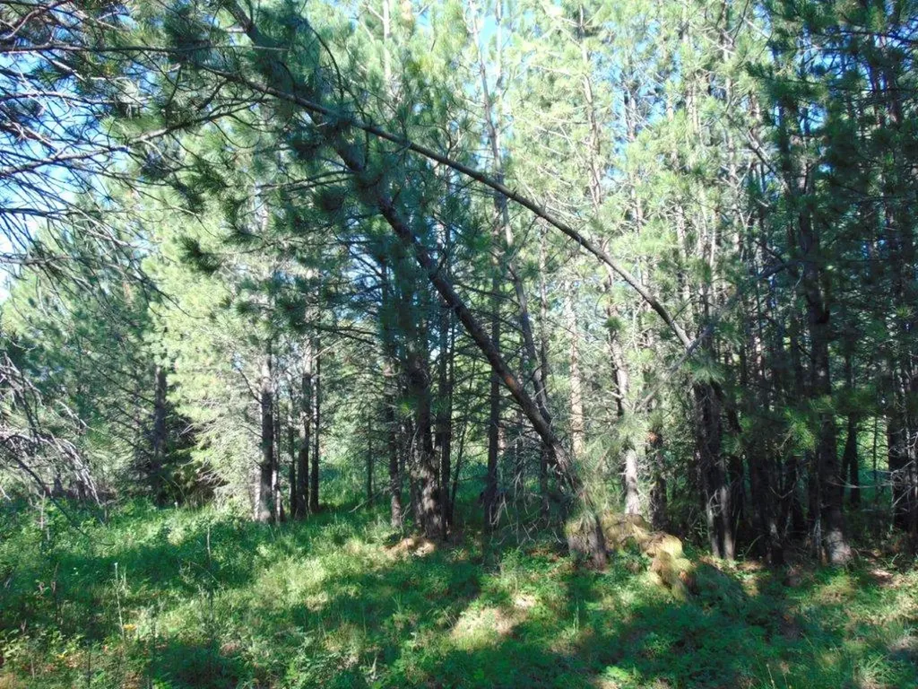 4615 Abe Lincoln Road Lincoln MT 59639