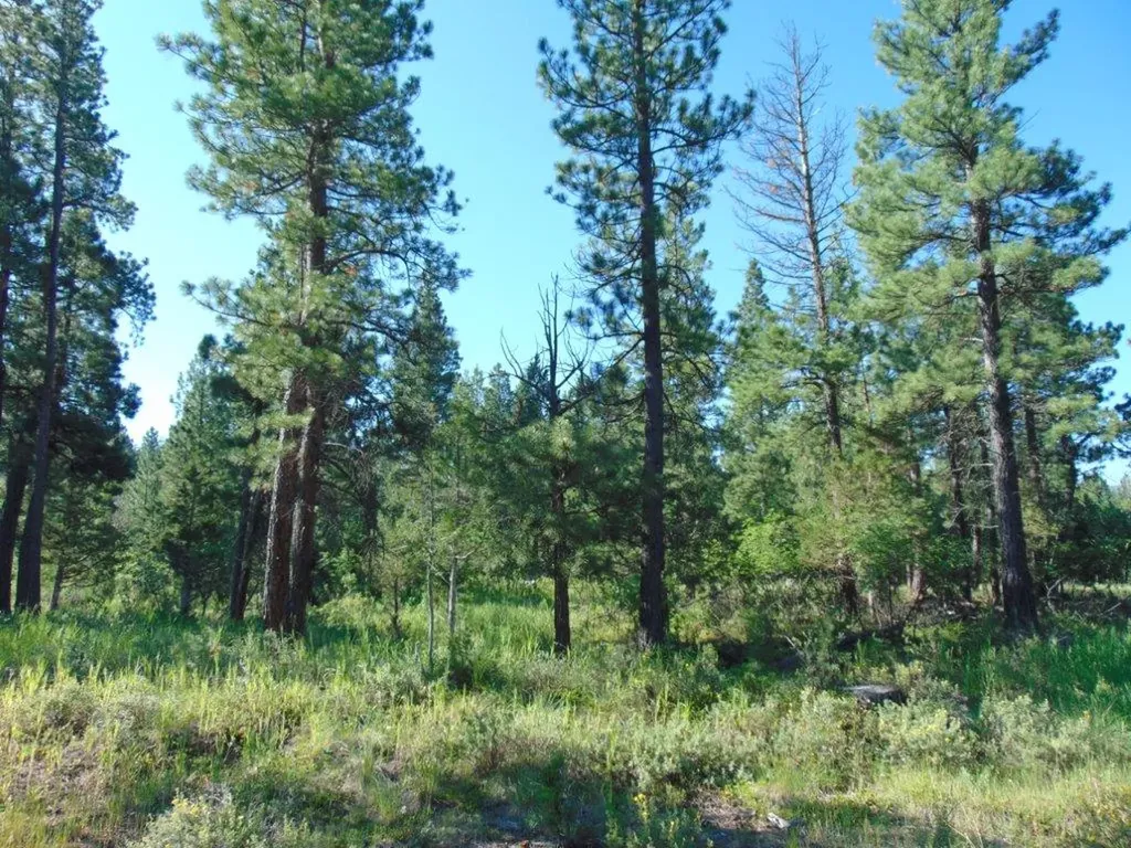 4615 Abe Lincoln Road Lincoln MT 59639