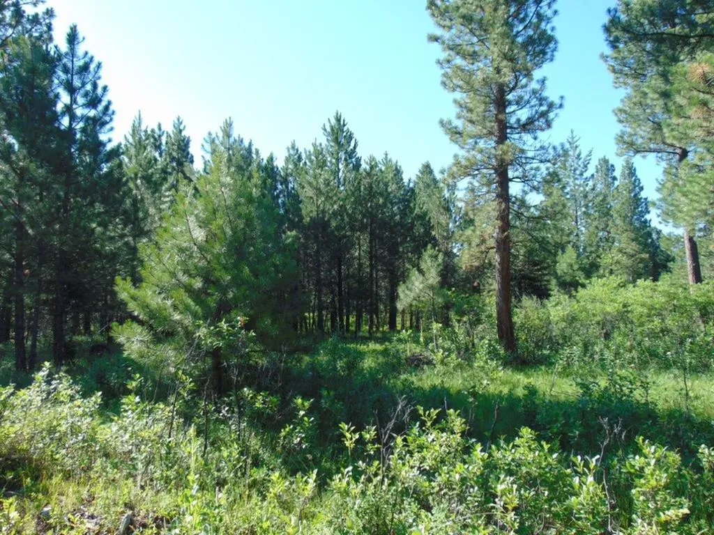 4615 Abe Lincoln Road Lincoln MT 59639