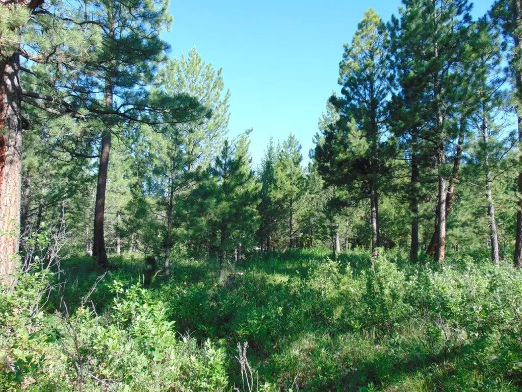 4615 Abe Lincoln Road Lincoln MT 59639