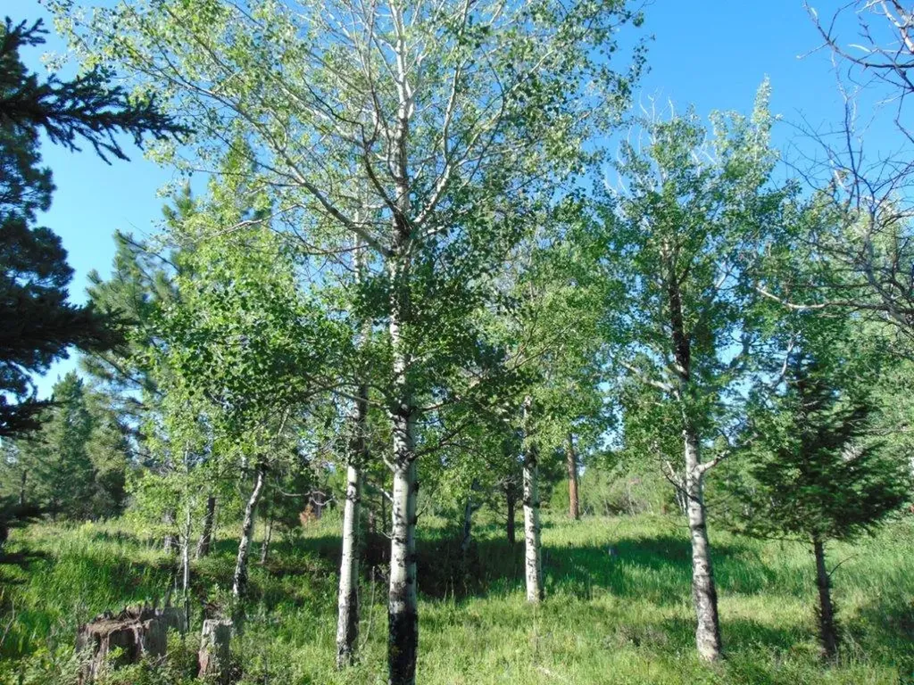 4615 Abe Lincoln Road Lincoln MT 59639
