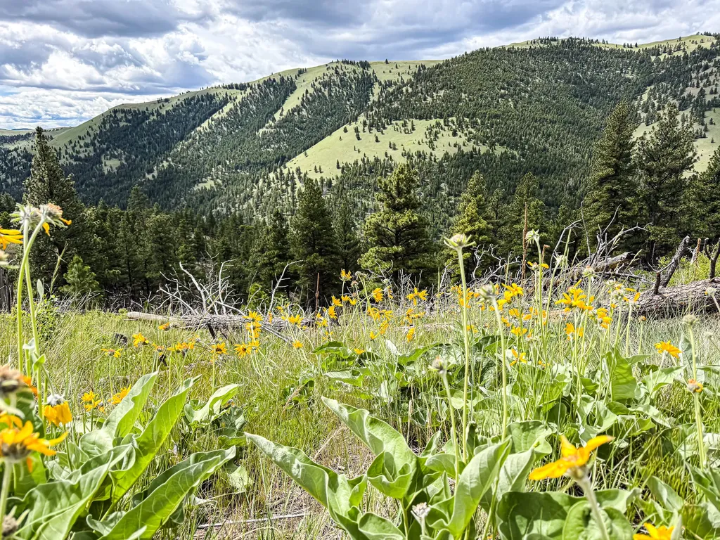2270 Lynx Trail Drive Wolf Creek MT 59648
