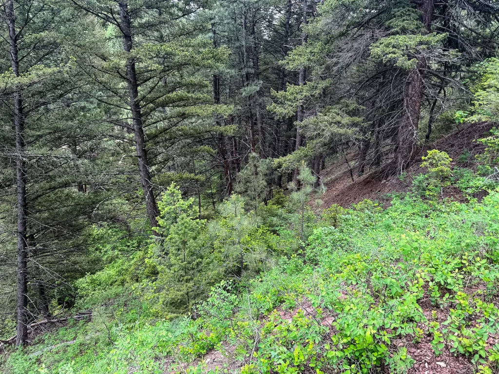 2270 Lynx Trail Drive Wolf Creek MT 59648