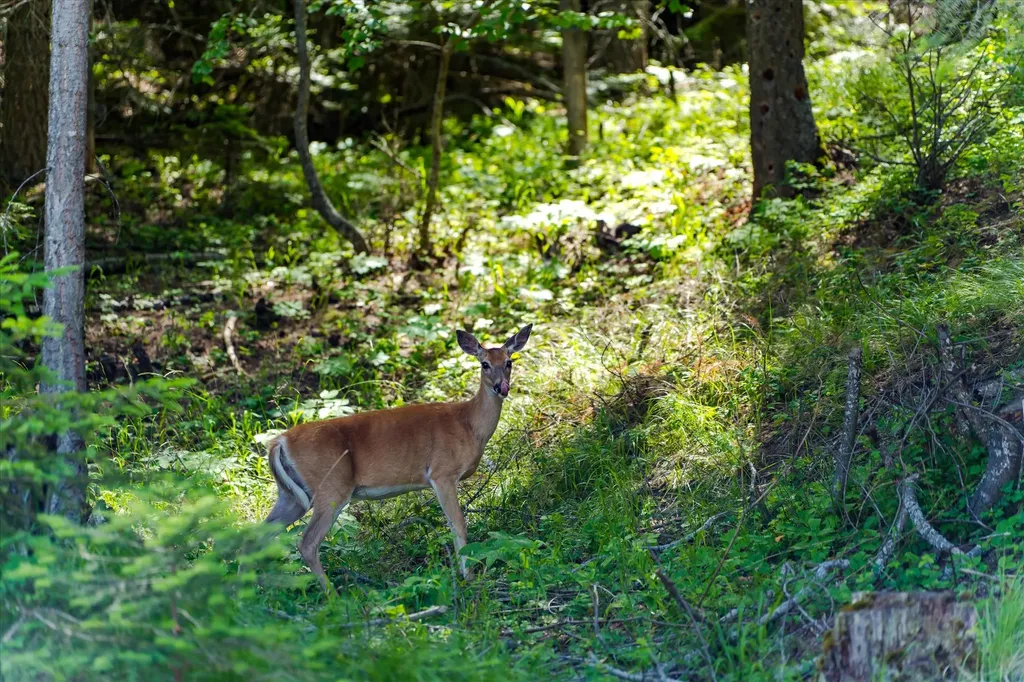295 Wildlife Trail Kalispell MT 59901