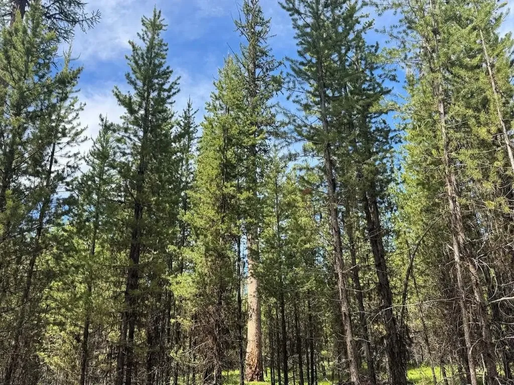 7930 Boy Scout Road Seeley Lake MT 59868