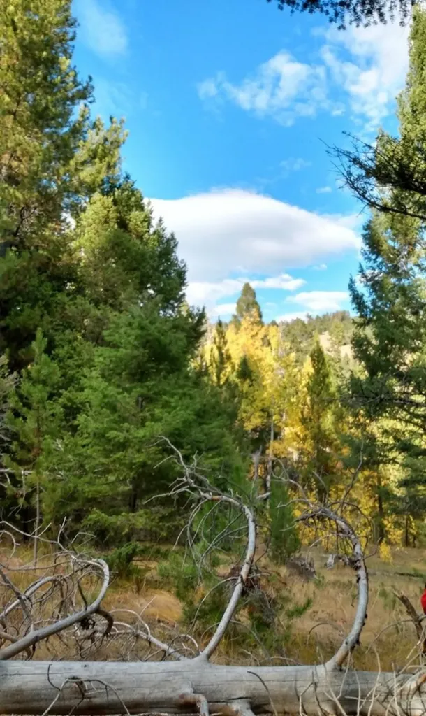 Nhn Hoover Creek Road Helmville MT 59843