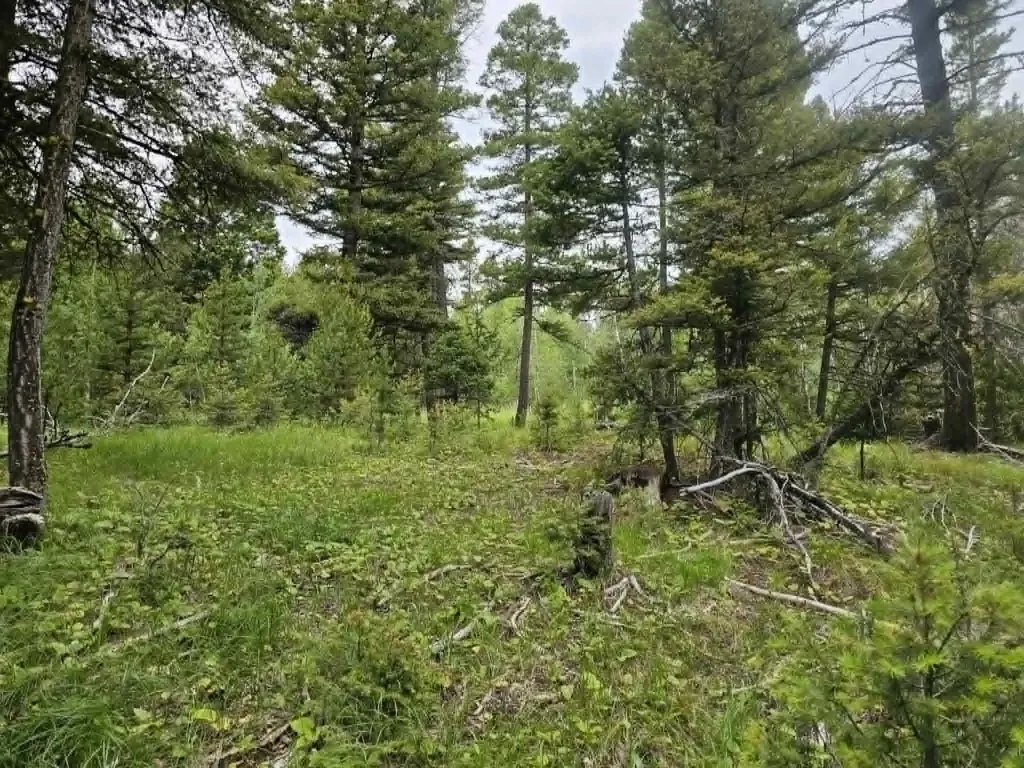 Nhn Hoover Creek Road Helmville MT 59843