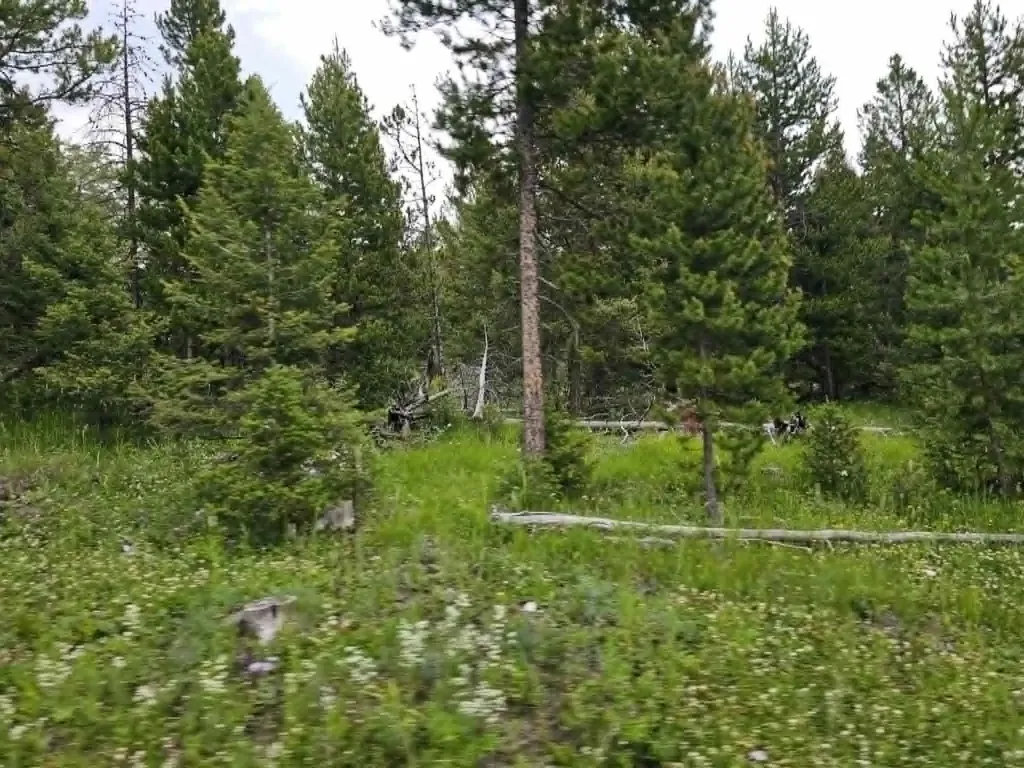 Nhn Hoover Creek Road Helmville MT 59843