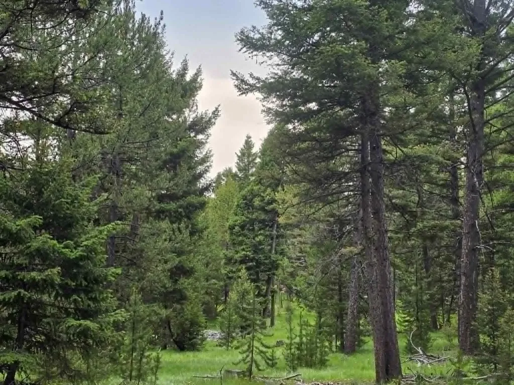 Nhn Hoover Creek Road Helmville MT 59843