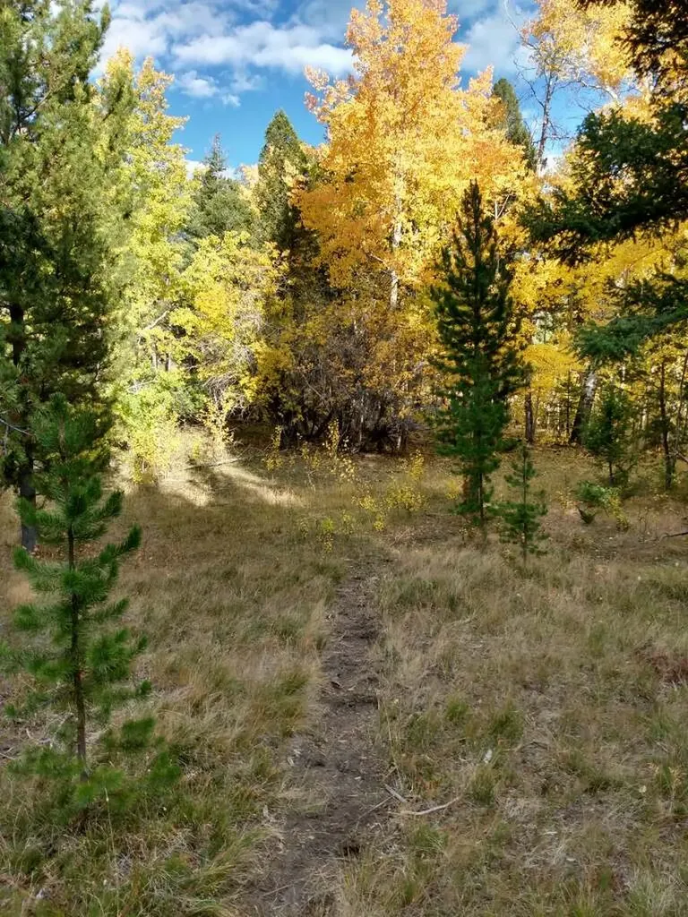 Nhn Hoover Creek Road Helmville MT 59843