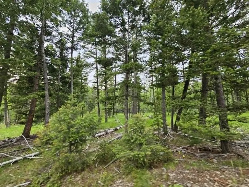 Nhn Hoover Creek Road Helmville MT 59843